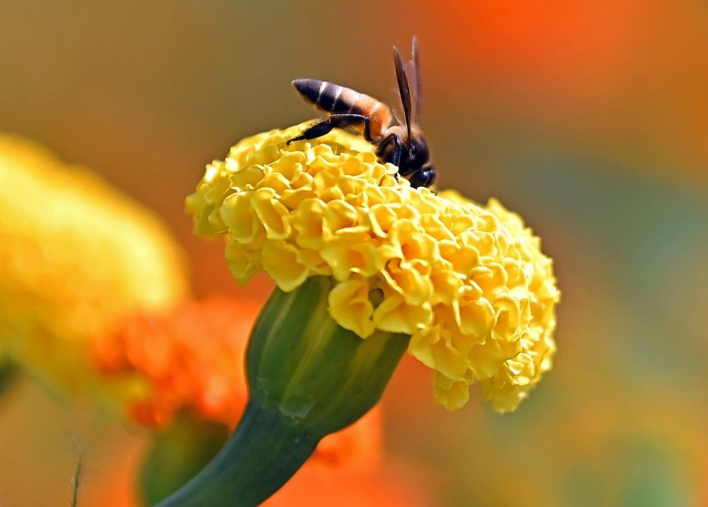 Agartala : A bee collects nectar from a marigold flower at a flower garden in  Agartala on Sunday, Jan 22, 2023. (Photo:Abhisek Saha/IANS)