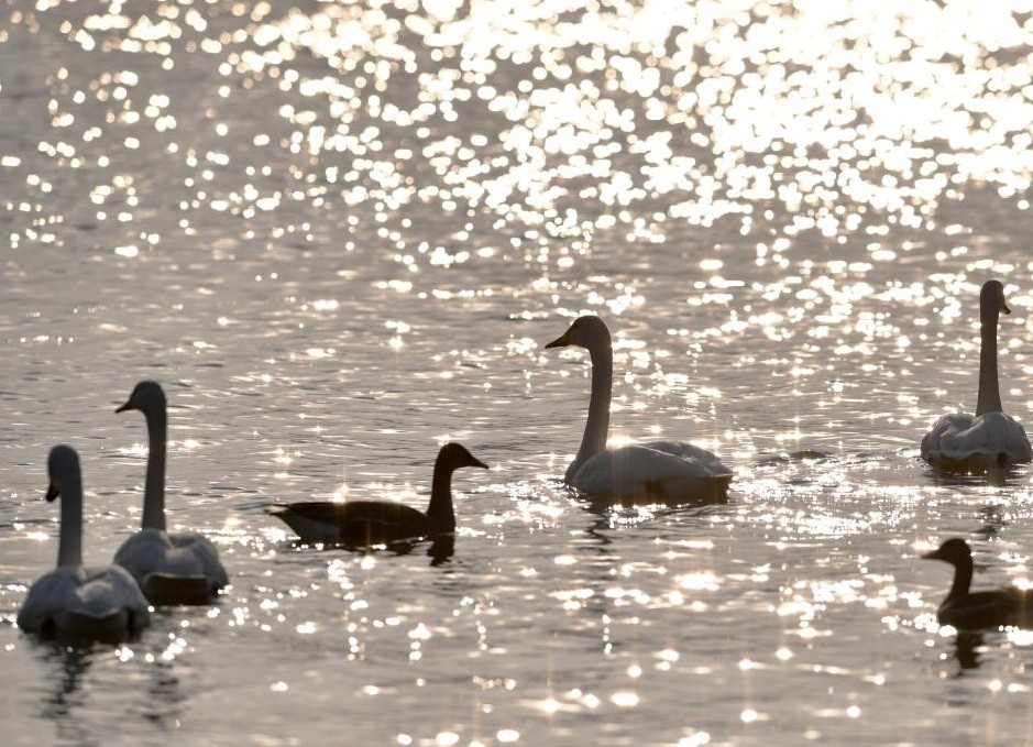 Wintering swans are seen at a wetland in Dachuan Town of Lanzhou, Jan. 2, 2023. (Xinhua/Chen Bin/IANS)