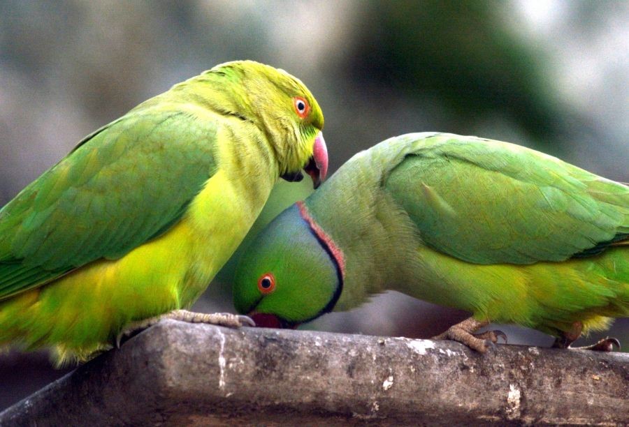 Kolkata: Parrots are making love to each other on Valentine's Day in Kolkata on Feb 14, 2023. (Photo: Kuntal Chakrabarty/IANS)