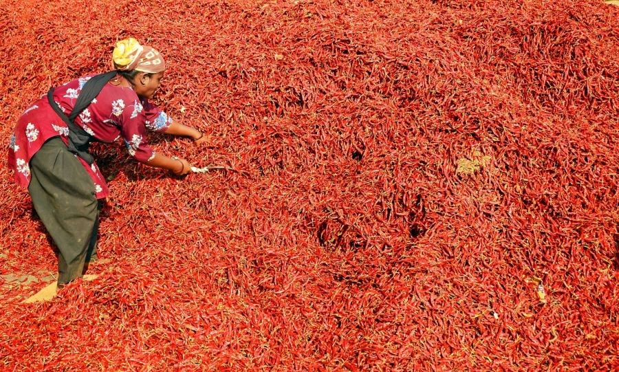 Nagpur: A woman laborer working dries a huge quantity of red chillies at the Kalamna wholesale market in Nagpur on Feb 9, 2023. (Photo: Chandrakant Paddhane/IANS)