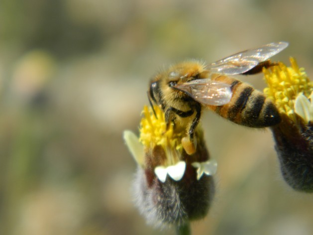 The rapid decline of insects is caused by multiple factors including climate change and agriculture, increases in the usage of insecticides and herbicides, deforestation, urbanization, and light pollution. (Photo Courtesy: Zadie Neufville/IPS)