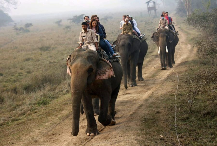 Morigaon: G-20 delegates take elephant ride at Pobitora Wildlife Sanctuary, in Morigaon district of Assam on Saturday, Feb 4, 2023. (Photo:IANS/Anuwar Hazarika)