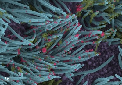 Covid can alter genome structure of our cells: Study