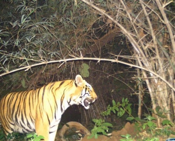 3 women killed in tiger attacks in separate incidents in UP forest