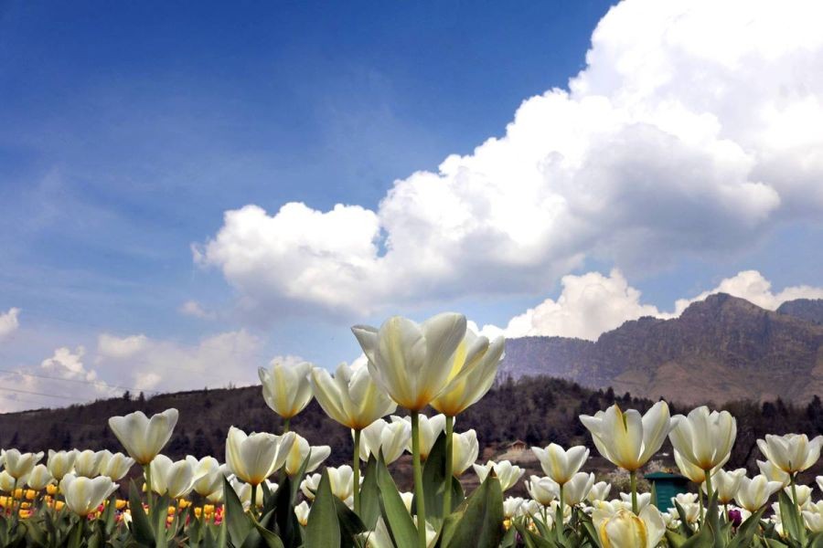 Srinagar: Tulip flowers bloom at Asia's largest Tulip garden in Srinagar on Thursday, March 23, 2023. (Photo: Nisar Malik /IANS)