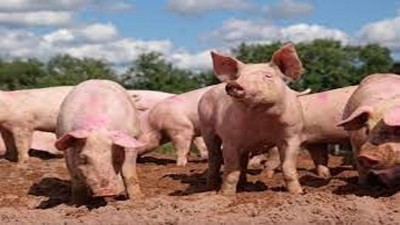 Vietnam on alert after human cases of pig-related disease discovered