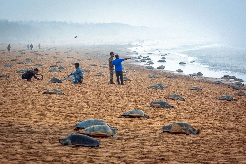 Ganjam: Large numbers of Olive Ridley turtles lay eggs during mass nesting at Rushikulya rookery in Ganjam district on Tuesday, March 07, 2023. (Photo: Biswanath swain/IANS)