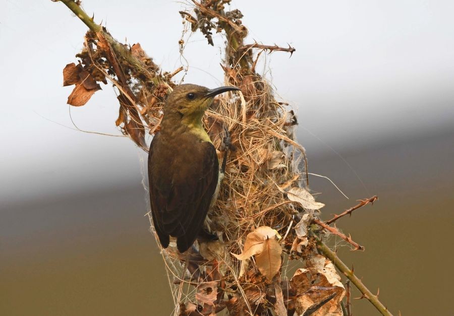 Guwahati: An olive and black colour Sunbird builds a nest on a branch of a tree in Guwahati on Sunday, March 5, 2023. (Photo: Anuwar hazarika/IANS)