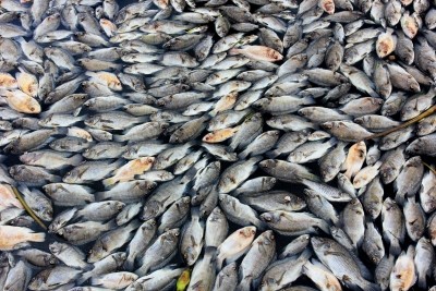 Millions of dead fish wash up near Australian town