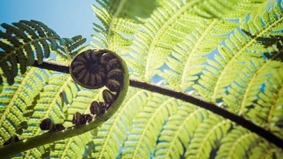 Over 75% of New Zealand's indigenous species at risk of extinction