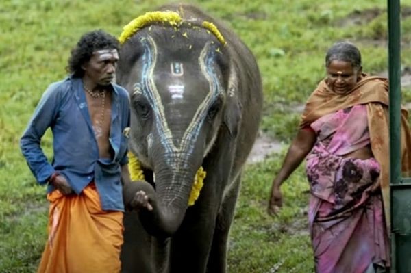 When 'The Elephant Whisperers' director met Raghu, he had no control over his trunk