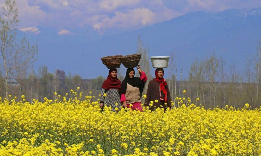 Srinagar : A group of kashmiri women walk in full bloom mustard fields along wicker buckets on their heads during a sunny spring day on the outskirts of Srinagar on Friday, March 31, 2023. (Photo: Nisar Malik /IANS)