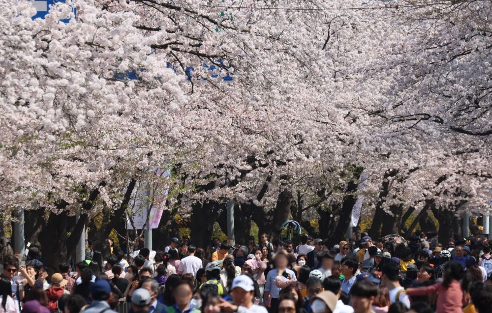 Seoul: People walk beneath cherry trees in bloom in Seoul's Yeouido neighborhood on April 2, 2023. (Yonhap/IANS)