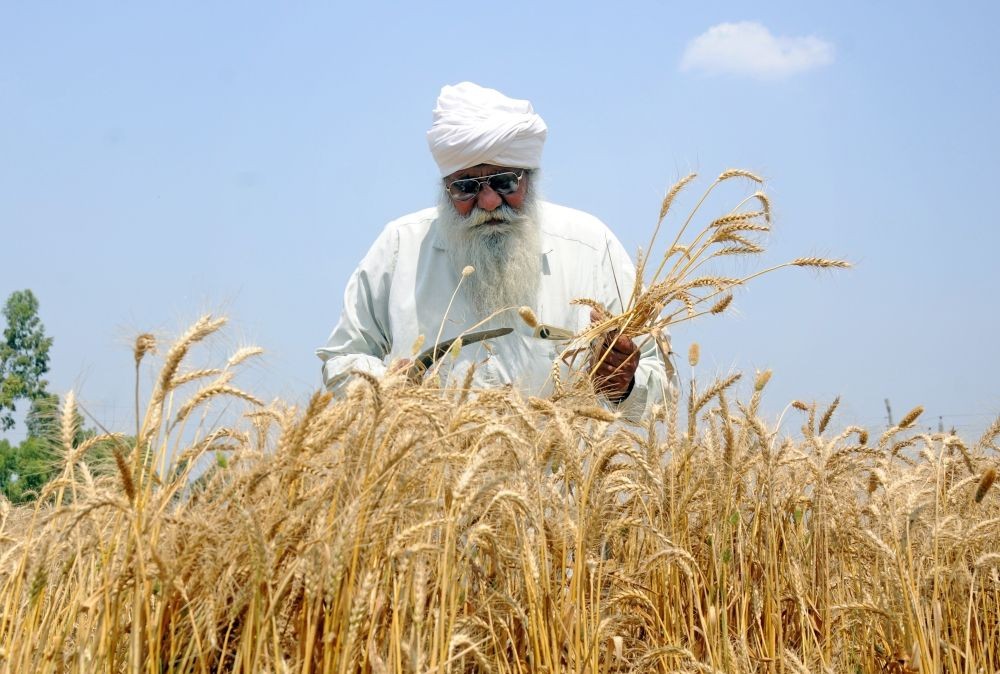 Amritsar: A farmer harvests wheat crop in a field on the outskirts of Amritsar on Wednesday, April 19, 2023. (Photo:Pawan Sharma/IANS)