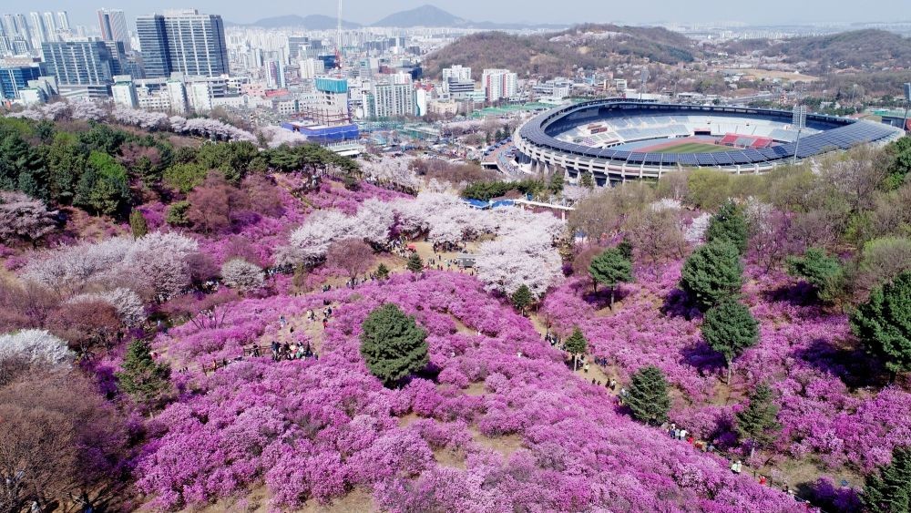 Seoul:A hill in Bucheon, west of Seoul, is covered with azaleas in full bloom on April 2, 2023.(Yonhap/IANS)