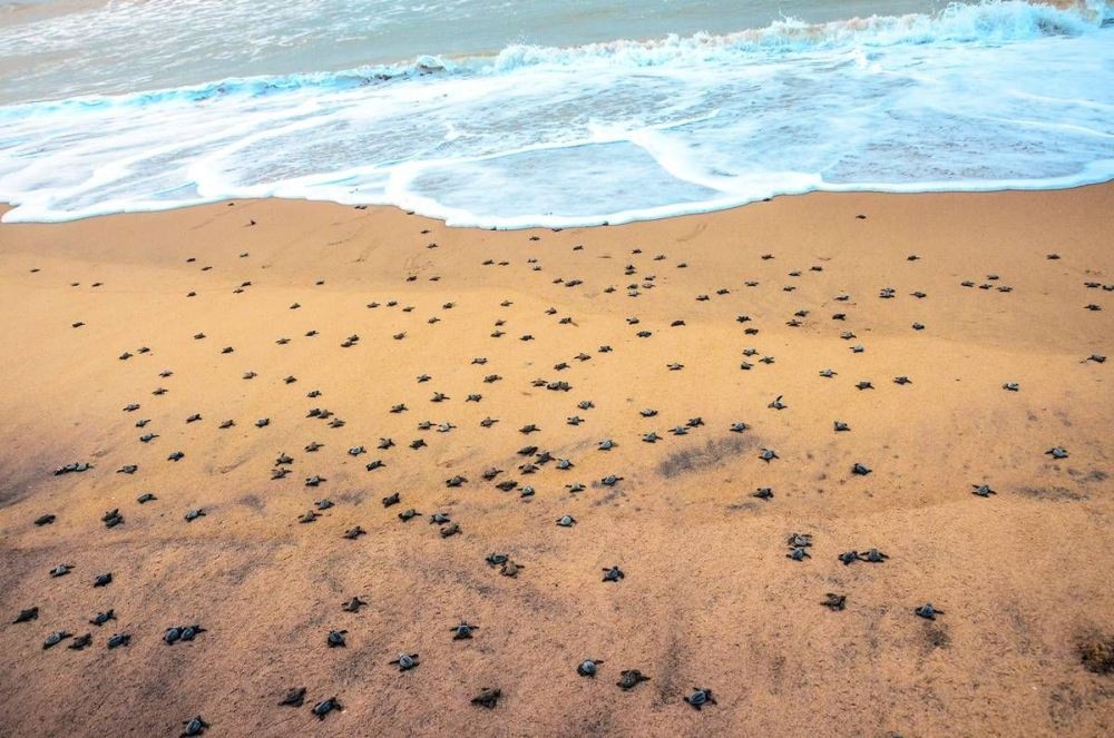 Newly hatched olive ridley turtles make their way to the sea at Rushikulya rookery (Bay of Bengal) in Ganjam district on Friday, April 21, 2023. (Photo:Biswanath swain/IANS)