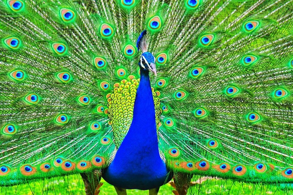 Jaipur : A peacock spread its tail feathers during a rainy day in Jaipur on Sunday, April 30, 2023. (Photo:Ravi shankar vyas/IANS)