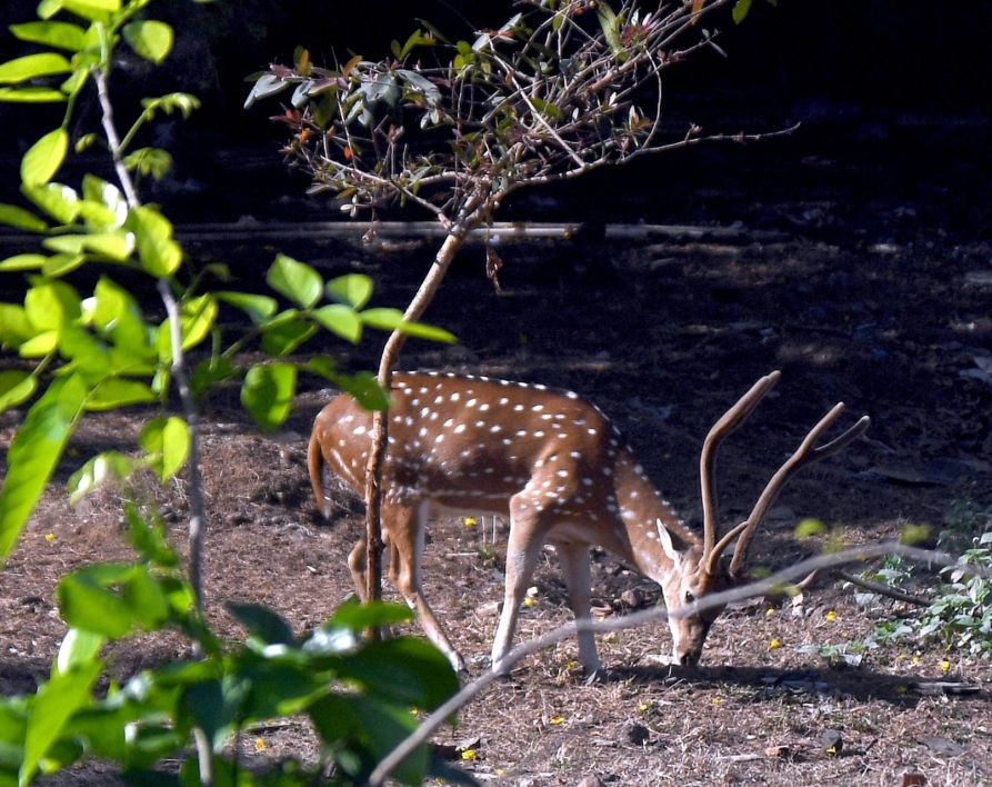 Mumbai: A deer seen inside a national park in Mumbai on Tuesday, April 04, 2023. (Photo: IANS)
