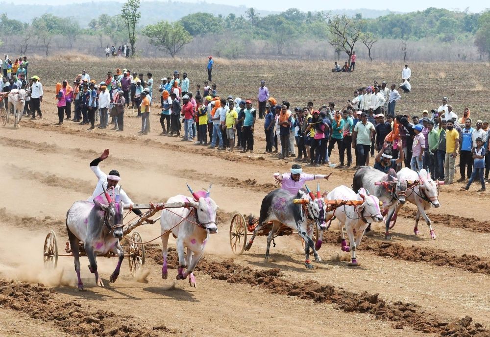 Ratnagiri :  Participants in action during the bullock cart race at Ratnagiri district on Monday, April 17, 2023. (Photo:IANS)