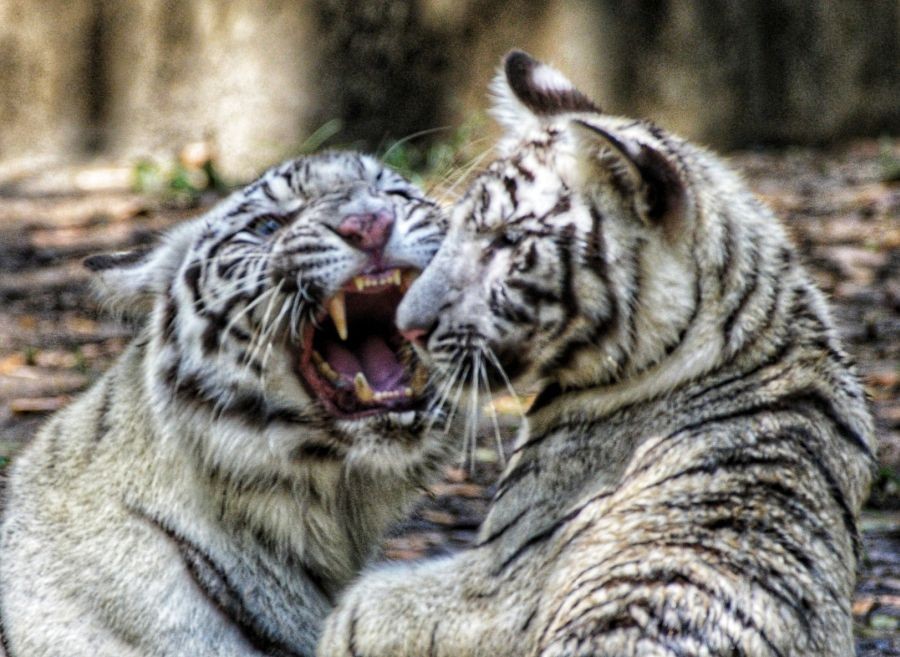 New Delhi: White tiger cubs after they were released for public viewing in the arena of white tiger enclosure at Zoological Park by Union Minister for Environment Forest and Climate Change Bhupender Yadav, in New Delhi, Thursday, April 20, 2023.(Photo: Wasim Sarvar/IANS)