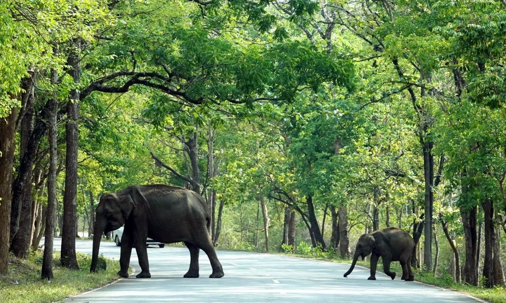 Wayanad : A female elephant and her calf were seen crossing NH 212 in Muthanga, Wayanad district, Kerala on Sunday, April 23, 2023. (Photo: Arun chandrabos/IANS)