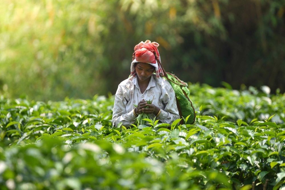 Nagaon : A tea garden worker picks tea leaves at a tea garden in Nagaon district of Assam on Friday, April 28, 2023. (Photo:IANS/Anuwar Hazarika)