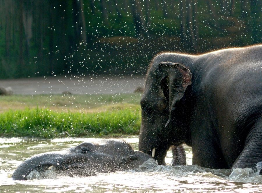 Kolkata: An elephant dips his body into a pond to get relief from summer heat, at Alipore Zoological Garden in Kolkata on Sunday, April 16, 2023. (Photo: Kuntal Chakrabarty/IANS)