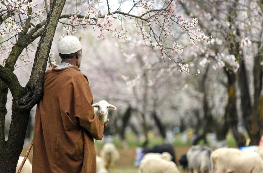 Srinagar: A Kashmiri herder looks after his herd of sheep at an apple orchard with blooming flowers on a spring day, in Srinagar on Sunday, April 09, 2023. (Photo: Nisar Malik /IANS)