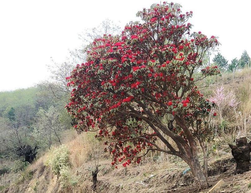 A Rhododendron tree in full bloom on a roadside in Razeba under Phek District. Nagaland’s unique floral and faunal biodiversity is the insurance against the adverse impacts of the changing climate, maintains Nagaland State Biodiversity Board on May 21, on the eve of International Day for Biodiversity 2023. (Morung File Photo)