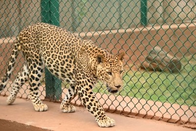 Two persons injured in leopard attack in Guwahati