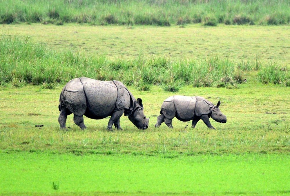 Morigaon : One-horned rhinos graze at Pobitora Wildlife Sanctuary in Morigaon, Assam on Sunday, May 21, 2023. (Photo:IANS/Anuwar Hazarika)