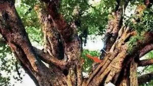 Bulandshahr banyan tree is older than the one in Howrah