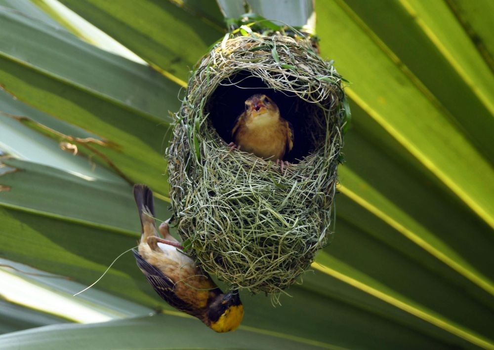 Nagaon: A baya weaver at its nest on a tree in Nagaon District of Assam on Tuesday, May 9 ,2023. (Photo:IANS/Anuwar Hazarika)