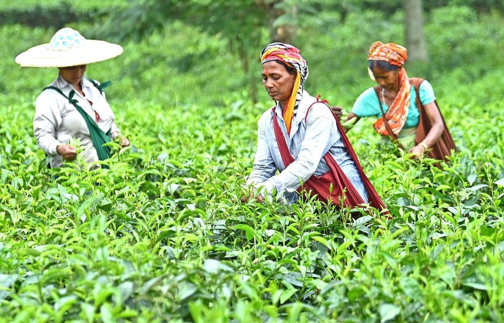 Agartala: Tea garden workers pluck tea leaves on Labour Day, also called International Workers Day, on the outskirts of Agartala,on Monday, May 1, 2023. (IANS/Abhisek Saha)