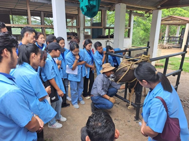 Nagaland Veterinary Field Assistant (VFA) trainees getting hands on training on Mithun husbandry practices at Medziphema.