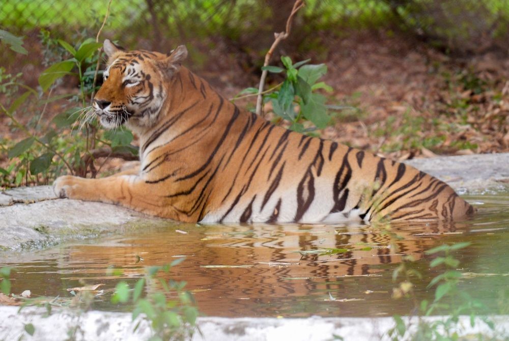 Nagpur: A tiger resting in the water tank to protect itself from heat at Maharajbagh Zoo in Nagpur on May 15, 2023. (Photo:Chandrakant Paddhane/IANS)