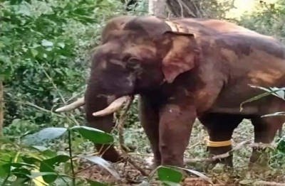 TN forest dept deploys 300-member team to capture rogue 'Arikomban'