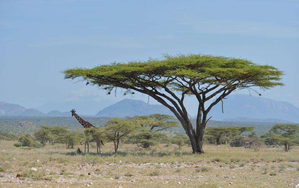 NAIROBI, June 15, 2019 (Xinhua) -- A giraffe rests under trees at Samburu National Reserve, north of Kenya, June 14, 2019. The Samburu National Reserve is located in northern Kenya, covering an area of approximately 165 square kilometers. It attracts animals because of the Ewaso Ng'iro river that runs through it and the mixture of acacia, riverine forest, thorn trees and grassland vegetation. Grevy's zebra, gerenuk, reticulated giraffes and beisa oryx here are more than those in other regions of the country. The reserve is also home to lions, crocodiles, baboons, elephants and hundreds of bird species. (Xinhua/Li Yan/IANS)
