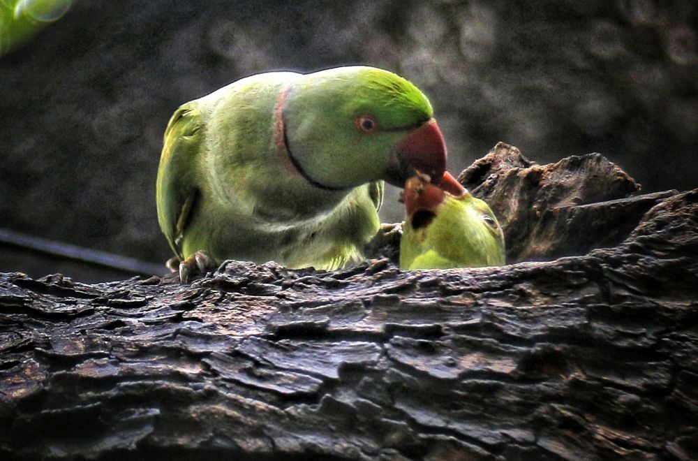 New Delhi : A Mother parrot feeds her newborn chick on a tree, in New Delhi,on Monday, May 01, 2023. (Photo: Wasim Sarvar/IANS)