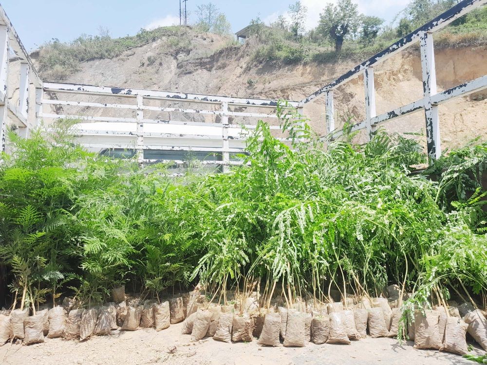Some of the tree saplings ready to be distributed in the village for the tree plantation drive being organised by Chakhesang Public Organisation in Phek district commencing June 5, the World Environment Day. (Morung Photo)