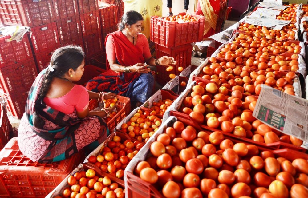 Nagpur: Tomato Vendors pick tomato in Nagpur, on Tuesday, June 27, 2023. Tomato prices have soared across India with retail price crossing Rs 100/kg in many parts of Nagpur. (Photo:IANS/Chandrakant Paddhane)