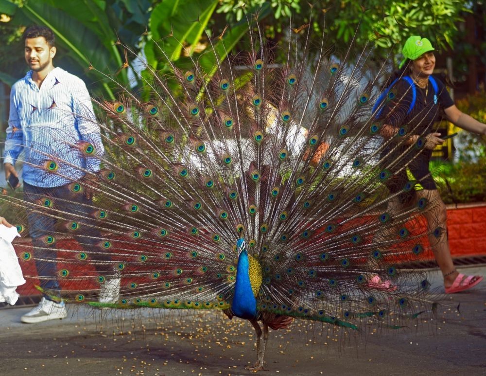 Mumbai: A Peacock unfurls its iridescent feathers as it roams at Raj bhavan in Mumbai, on Saturday, June 10, 2023. (Photo: IANS)