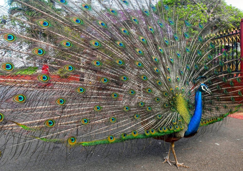 Mumbai: A peacock displays its colourful plumage, at Raj Bhavan premises in Mumbai, Tuesday, June 20, 2023. (Photo:IANS )