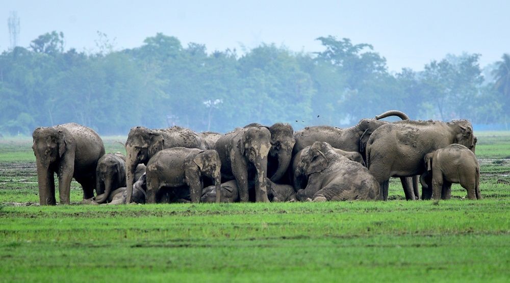 A herd of wild  elephants gathers near a paddy field in search of food  in Nagaon district of Assam on June 21,2023. IANS Photo
