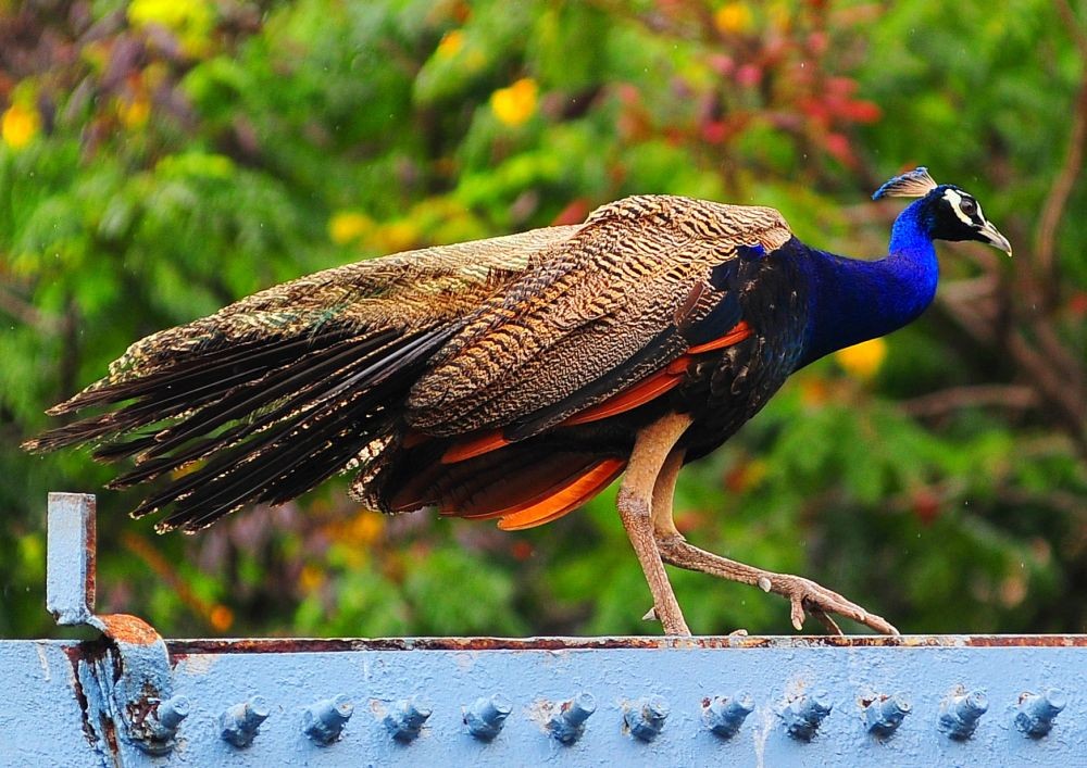 Mumbai: A peacock is seen strolling gracefully atop Churchgate Station's gate, in Mumbai, on Thursday, June 29, 2023. (IANS/ Nitin Lawate)