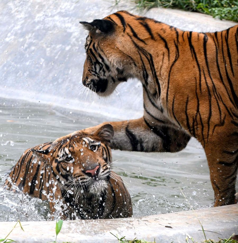 Guwahati: Tigers are seen playing in the water on a hot summer day at the Assam State Zoo in Guwahati on Monday, July 03, 2023. (Photo: IANS)
