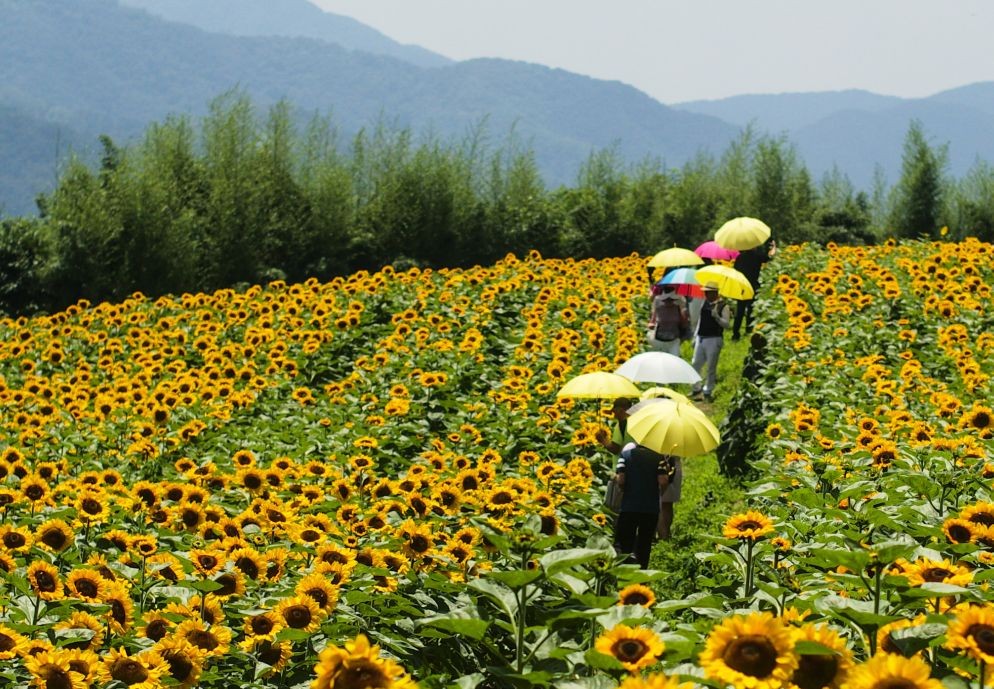 Tourists visit a field of blooming sunflowers during an annual sunflower festival in Haman, about 390 kilometers south of Seoul, on July 6, 2023. (Yonhap/IANS)
