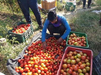 Tomato-nomics: Tomato price may come down soon
