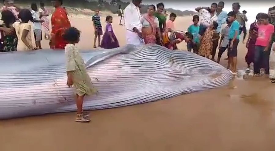 Srikakulam: People gather after a giant fish, said to be a Blue Whale was washed ashore off Bay of Bengal in Srikakulam district of Andhra Pradesh, on Friday, July 28, 2023. (Photo: IANS)