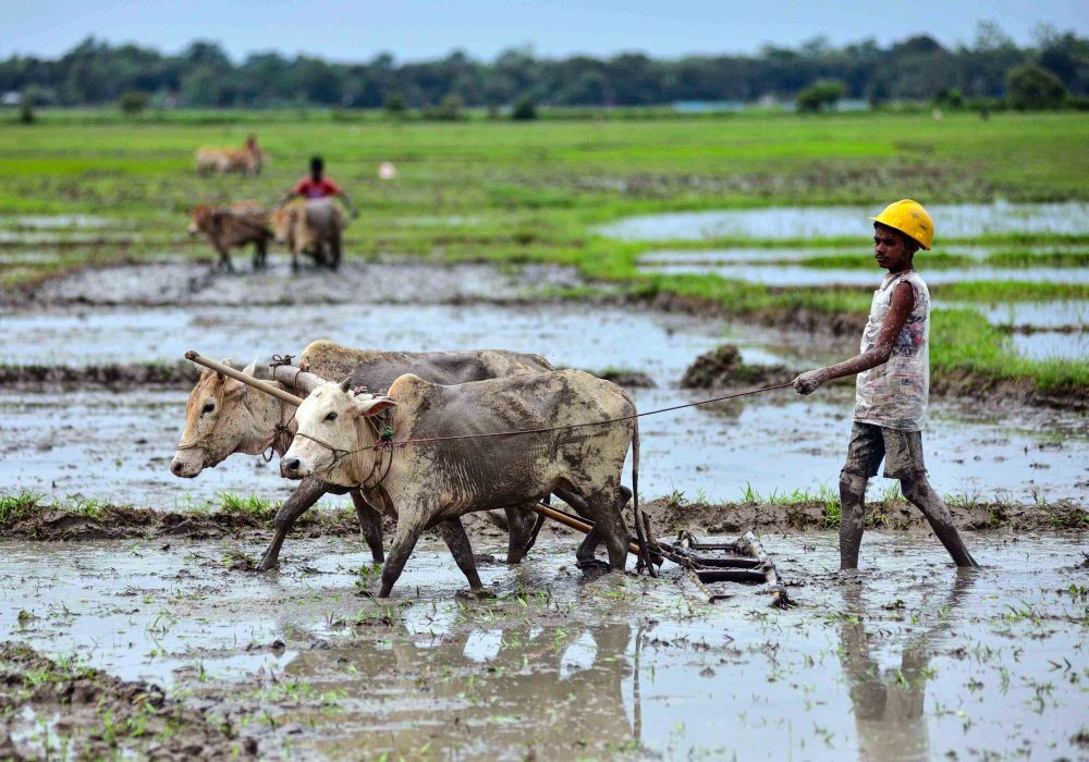 Nagaon :A farmer carry paddy saplings in a field, in Nagaon District of Assam on July 2, 2023. (Photo:IANS/Anuwar Hazarika)